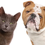 cat and dog heads side by side